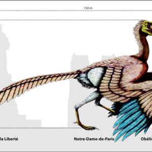 Les oiseaux du lac Stymphale : Exposition de Juliette Elie