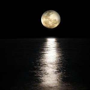 Tout le monde a voulu photographier la grosse lune rose