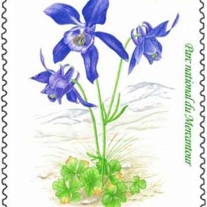 Les Ancolies fleurissent sur timbre !